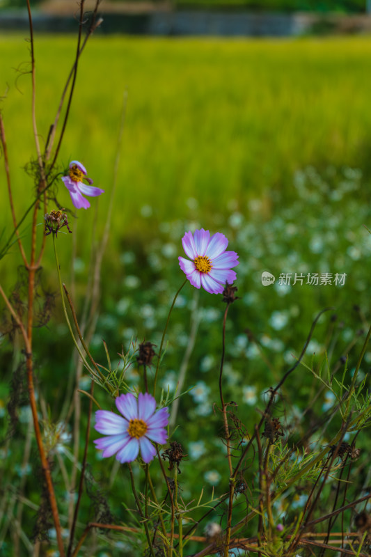 秋天田间的波斯菊