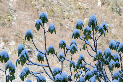 冬日雪后积雪覆盖的灌木