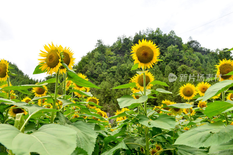 美丽田野田园太阳花葵花花朵向日葵航拍