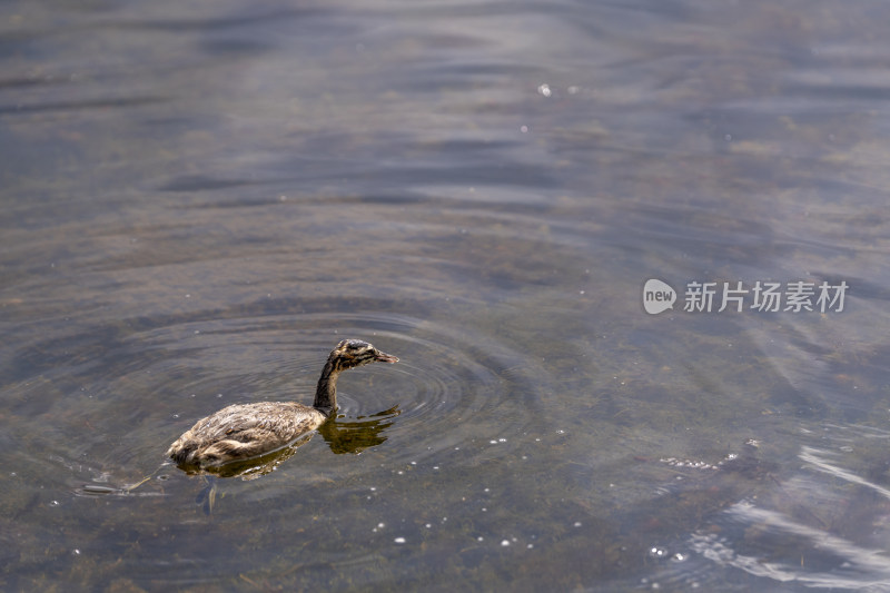 一只在若尔盖花湖湿地觅食的凤头䴙䴘幼鸟