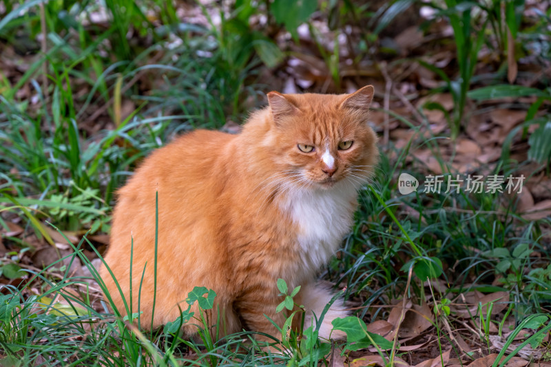 镜头中的橘猫特写