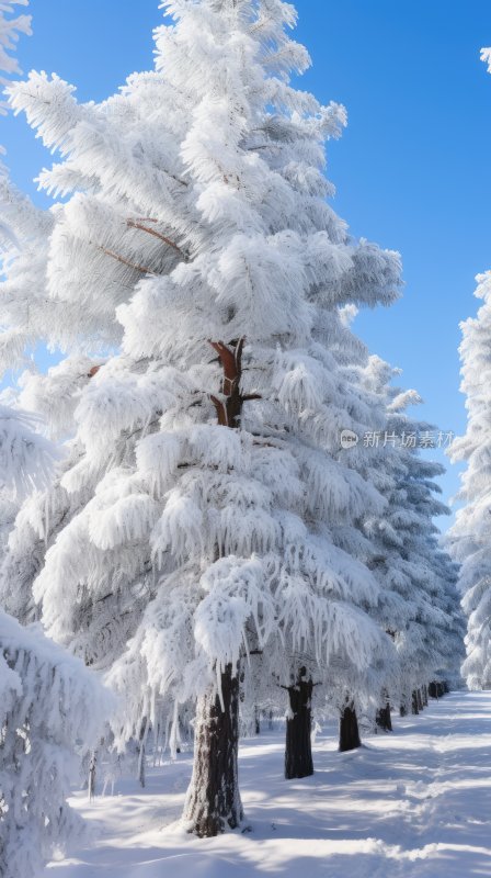 冬季雪山林中被冰雪覆盖着的树