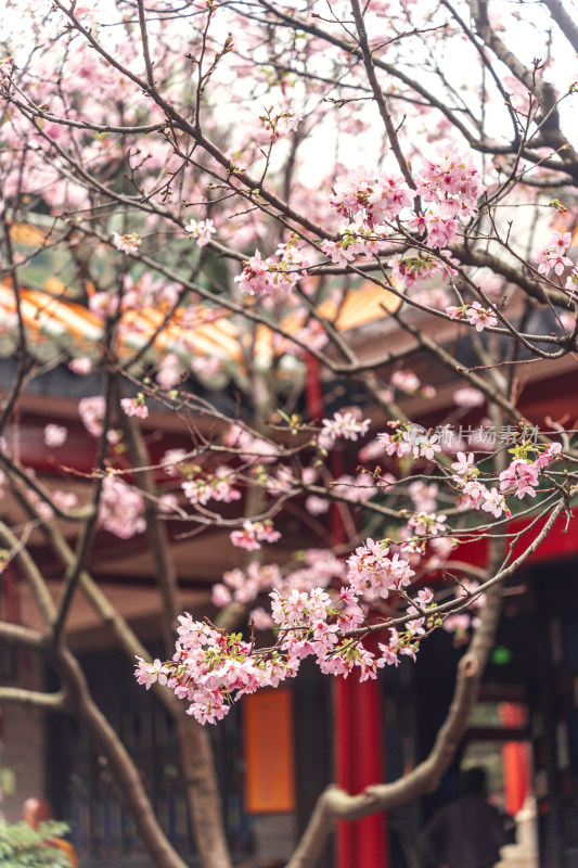 广州番禺宝墨园樱花风光