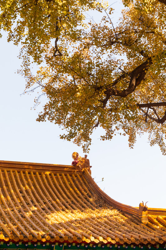 山东济南淌豆寺秋天黄色千年银杏树叶美景