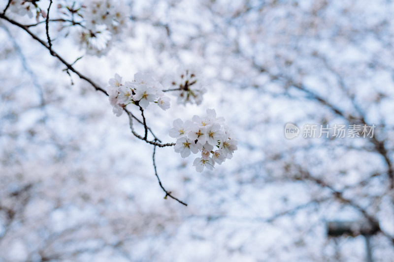 春天里盛开的白色樱花