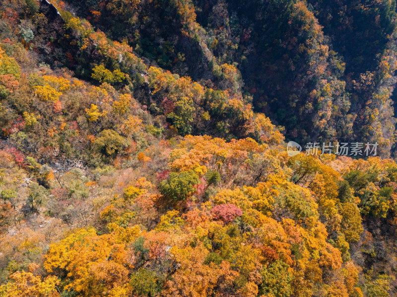 洛阳白河镇千年银杏林秋景