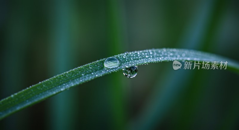 微距下植物叶片上的晶莹水珠