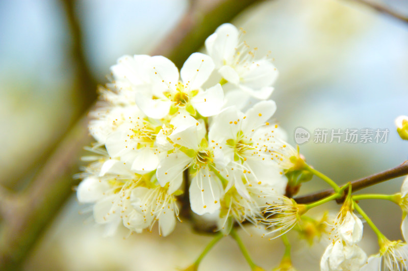 鲜花梨花盛开