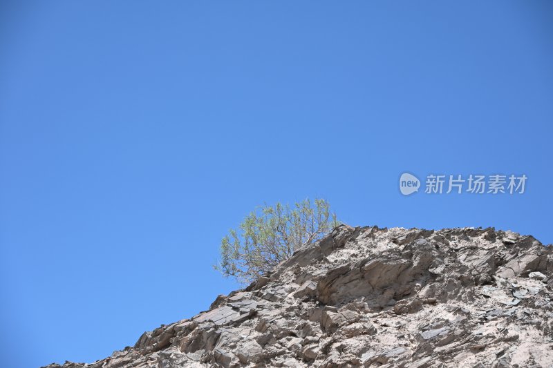 岩石上生长的绿植