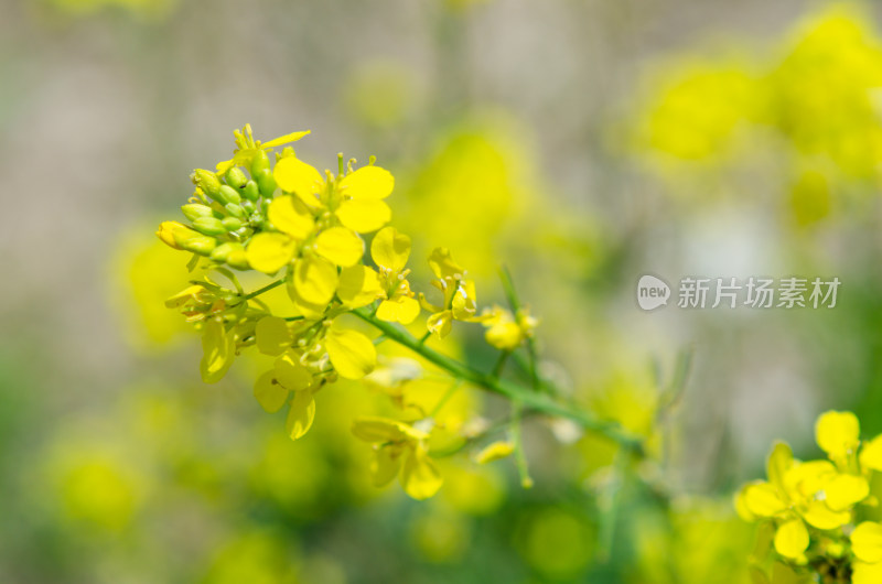 春天的油菜花特写