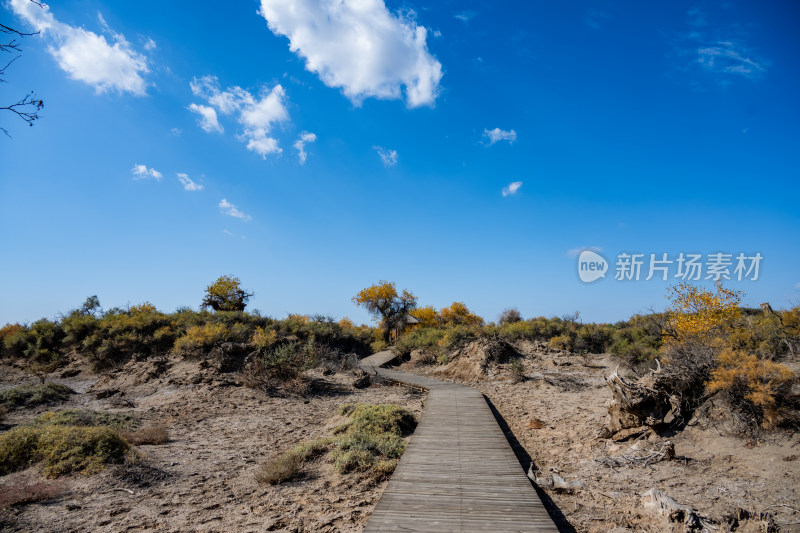 昌吉鸣沙山·胡杨林景区