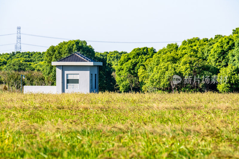 上海嘉北郊野公园河流水稻田园稻田自然景观