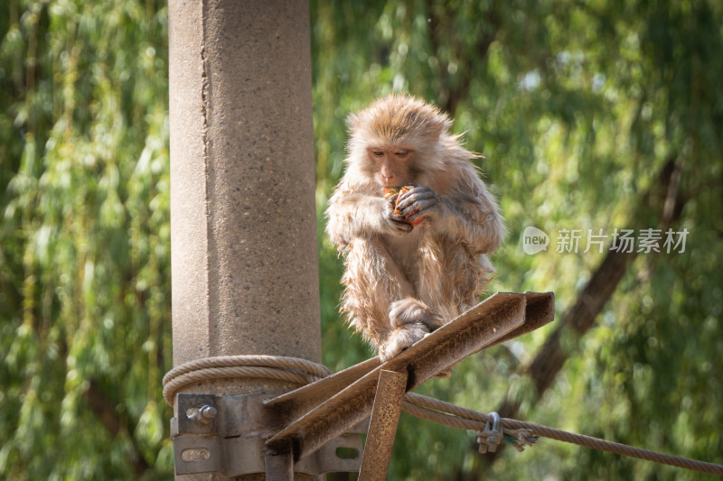 独眼猕猴在电线杆吃水果