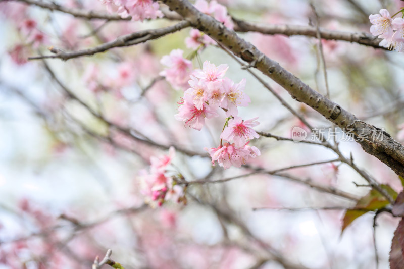 樱花特写拍摄