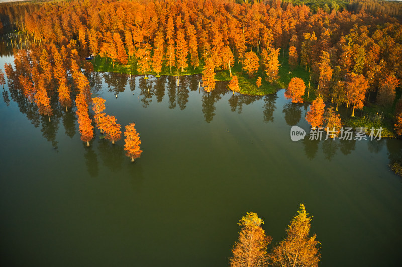 红色水杉林美景