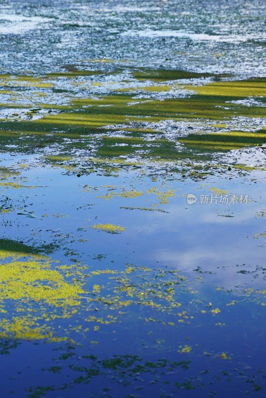 水面浮萍与波纹景象