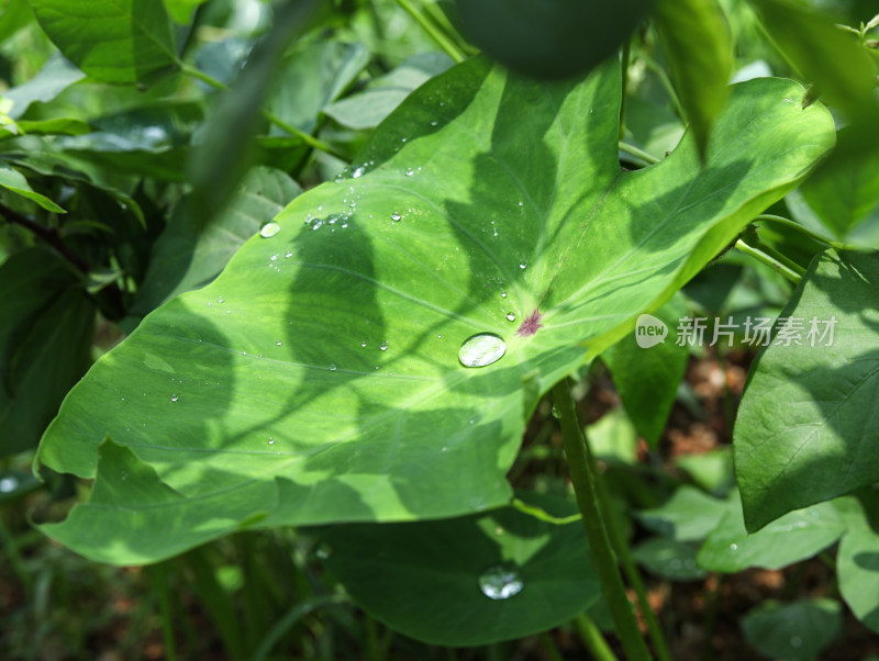 春天绿色的植物叶子树叶和水滴雨滴