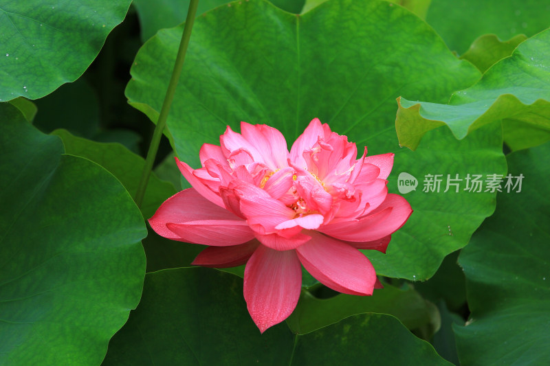 雨后清新的荷花