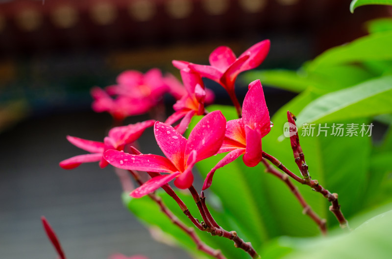 一丛雨中盛开的红鸡蛋花