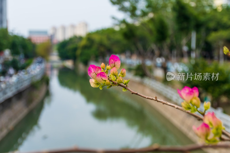 河畔绽放的粉色花卉特写