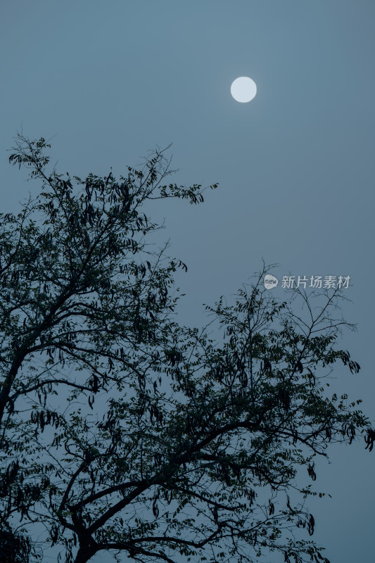 夜空中的圆月