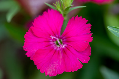 石竹花特写