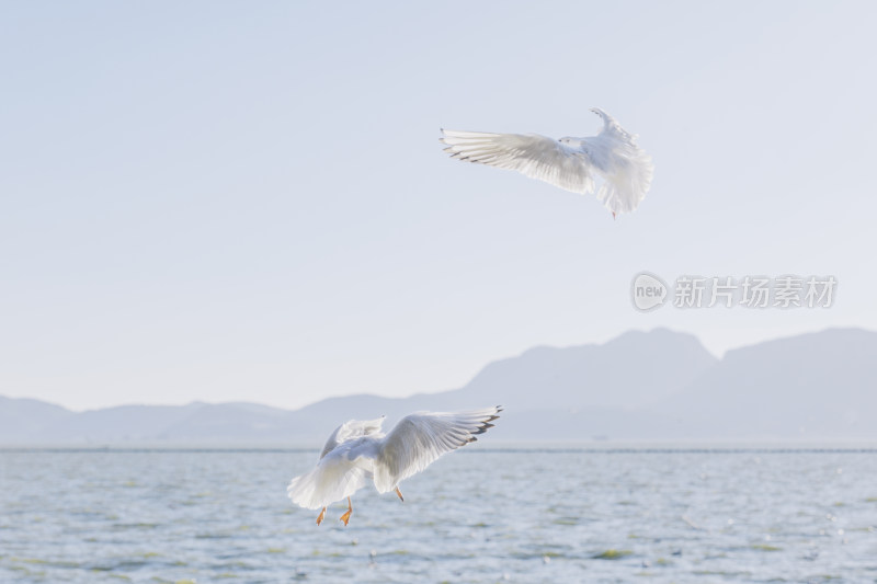 云南昆明海洪湿地公园-飞翔的红嘴鸥