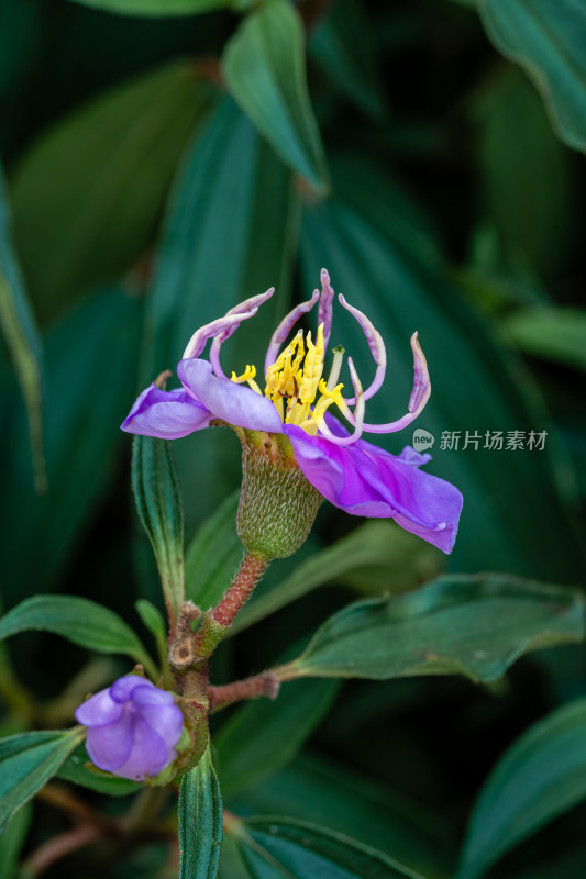 上海辰山植物园地棯微距特写