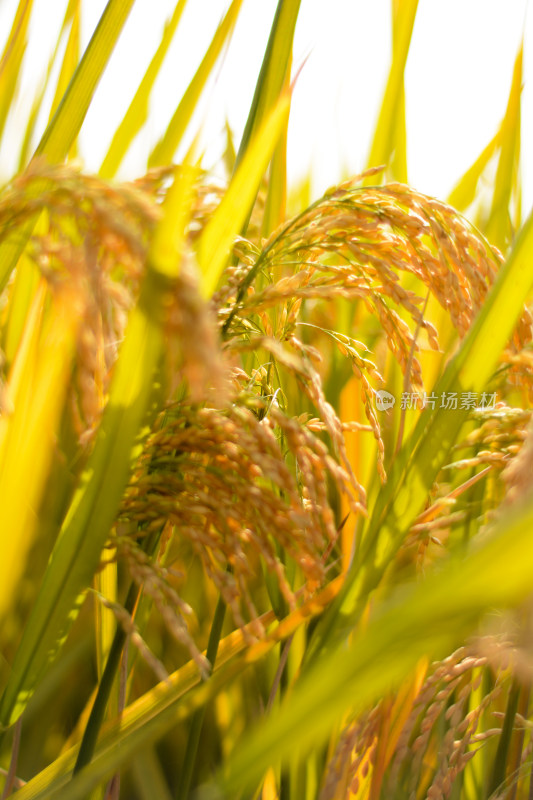 金色水稻田