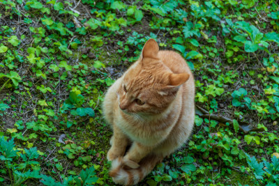 橘猫蹲坐于绿植间的可爱模样