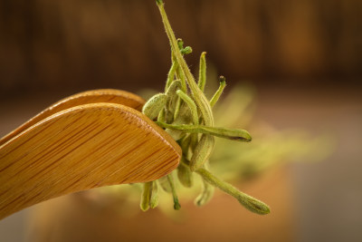 金银花茶