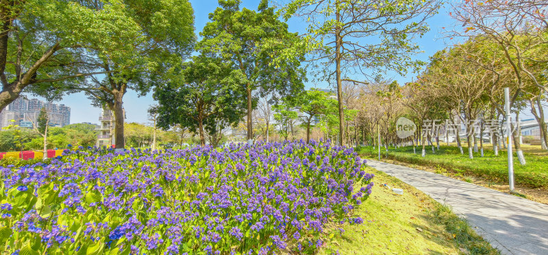 佛山文翰湖公园情人花坡可爱花盛开