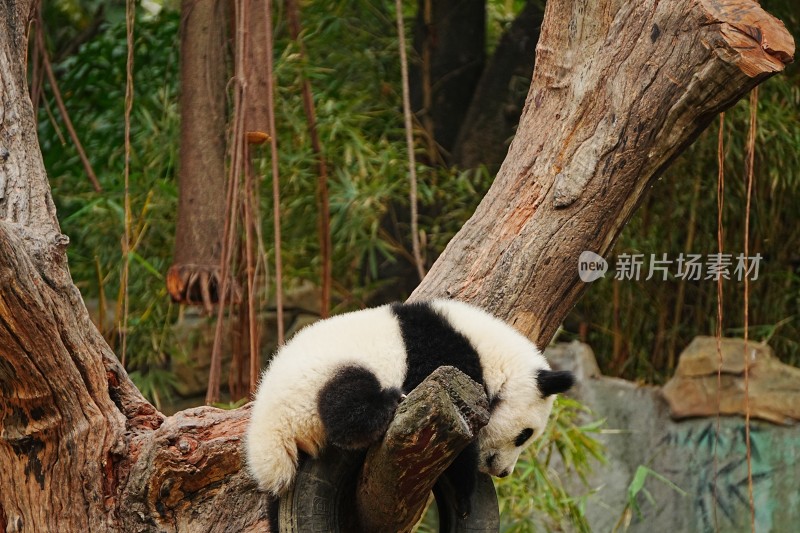 大熊猫幼崽趴在树干上休憩玩耍