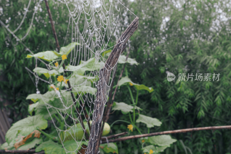 带露珠的蜘蛛网与植物的自然景象