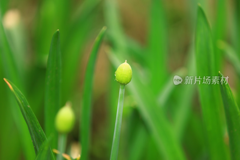 户外生长的湿花蕾特写