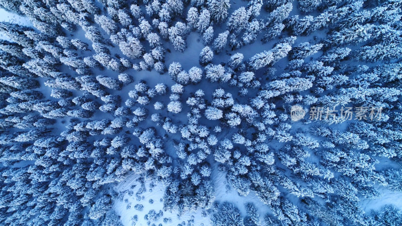 冬季森林航拍针叶林雪景