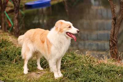 站在湖边的边境牧羊犬