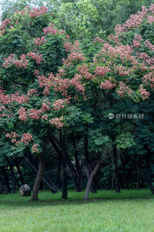 栾树花开