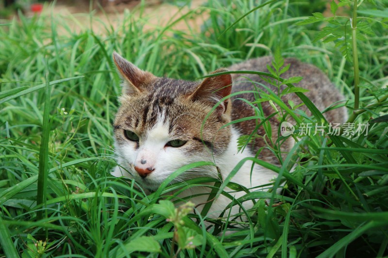 草丛里的小猫