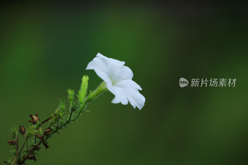 一朵白色的碧冬茄花