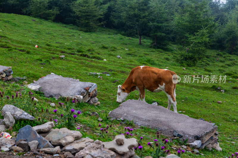 五台山朝圣路上的风景