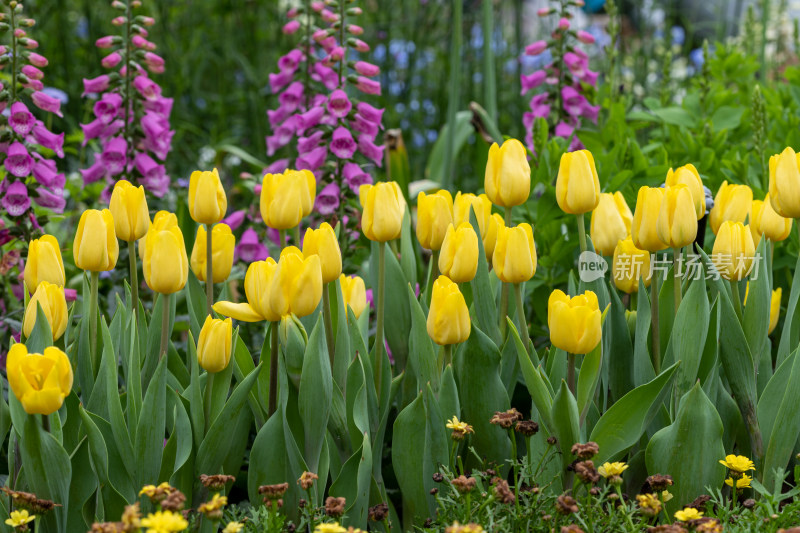 郁金香花