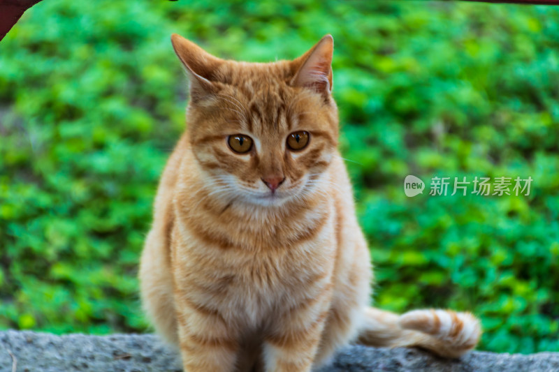 橘色猫咪静坐于户外石上的可爱模样