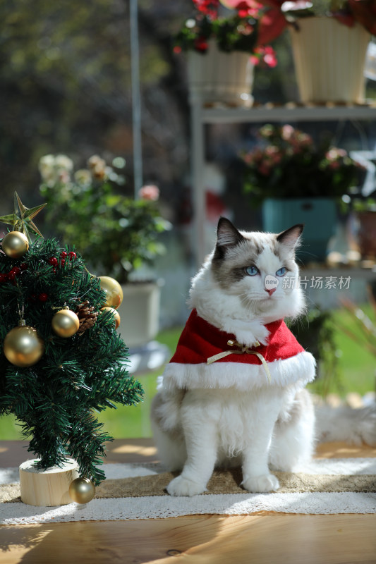 圣诞节扮演圣诞老人的布偶猫坐在桌子上