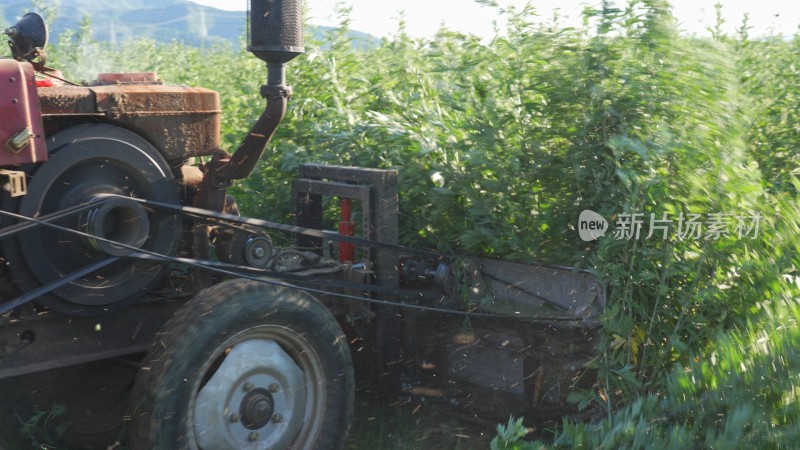 现代农业艾草中药材种植