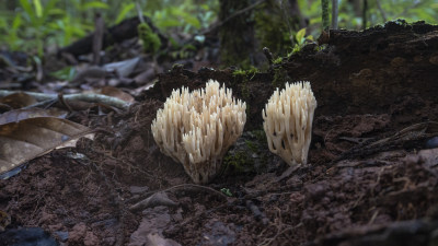 蘑菇 野生菌 真菌  山珍 美食 大自然 森林