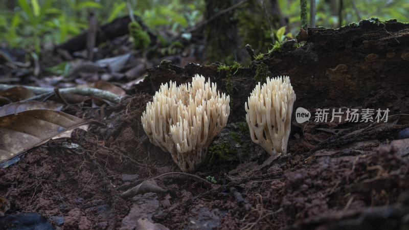 蘑菇 野生菌 真菌  山珍 美食 大自然 森林