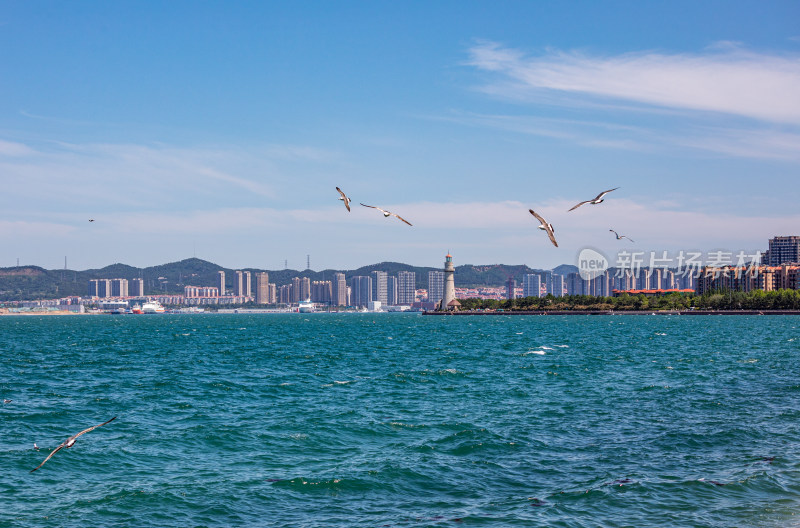 山东威海海天之间飞翔的海鸥