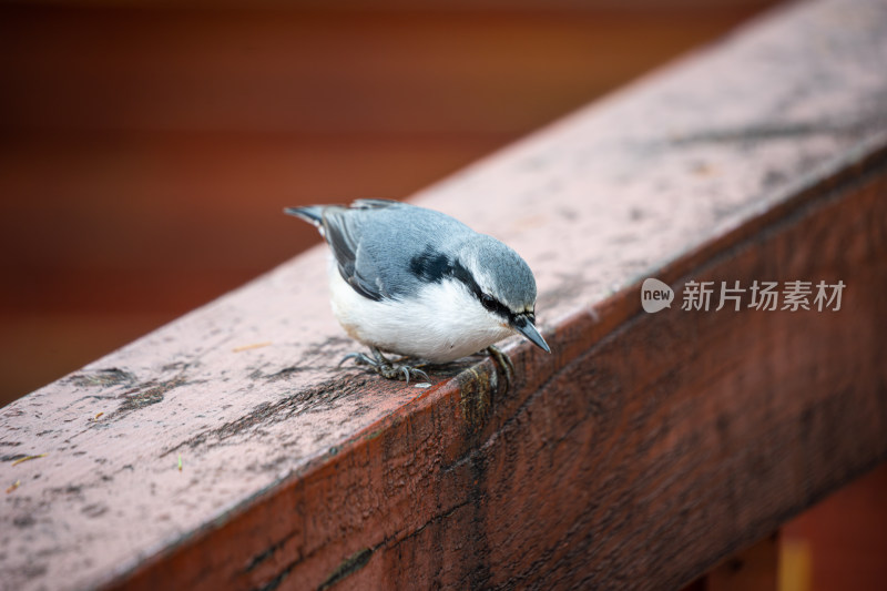 普通鳾 普通䴓 鸟类 野生动物 大兴安岭