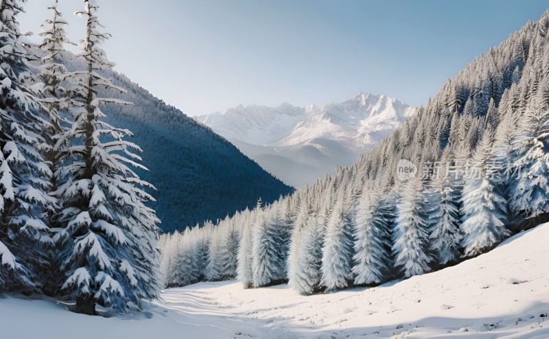 冬季森林白雪覆盖风景